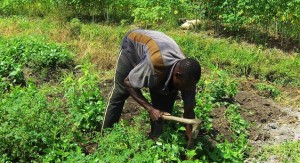 Côte d’Ivoire. La ferme Tchanfetho conjugue développement rural et insertion des jeunes