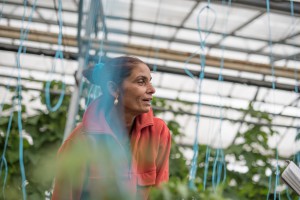 Mihaela installe des ficelles pour maintenir les plants de tomate © Martin Varret