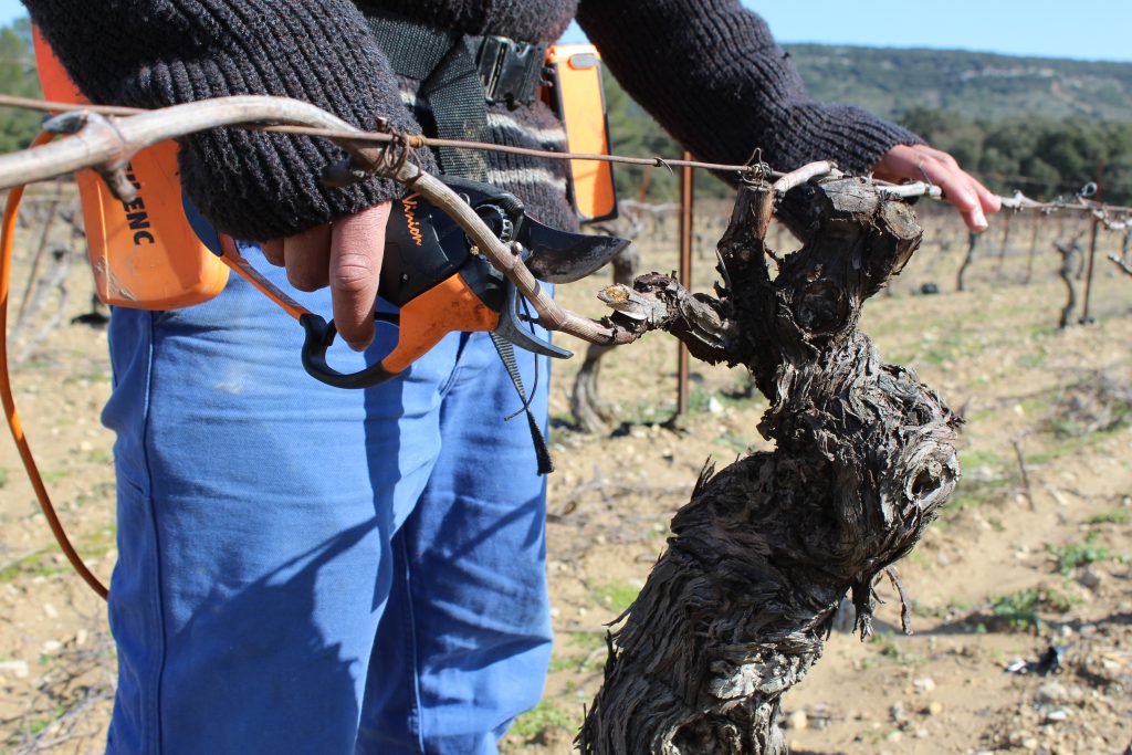 [Vos dons en action] Vigne de Cocagne, la solidarité sans modération