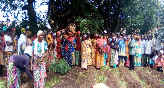 Avec les Pères blancs, accélérer la production d'Artemisia à Gitega au Burundi